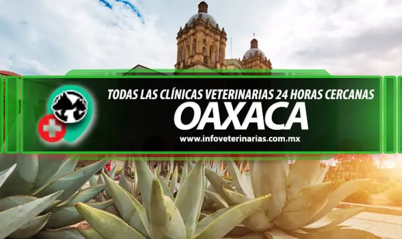 CLÍNICA VETERINARIA "DE JESÚS"