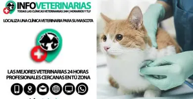 Clínica Veterinaria Santos — foto 2 de 4