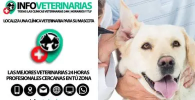 Clínica Veterinaria Santos — foto 3 de 4