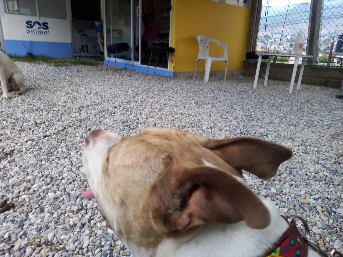 VETERINARIA S.O.S. — foto 2 de 3