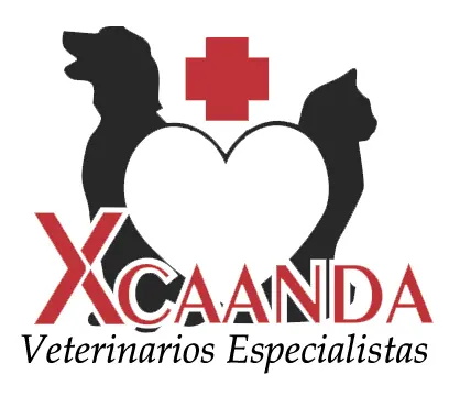 Xcaanda Veterinarios Especialistas