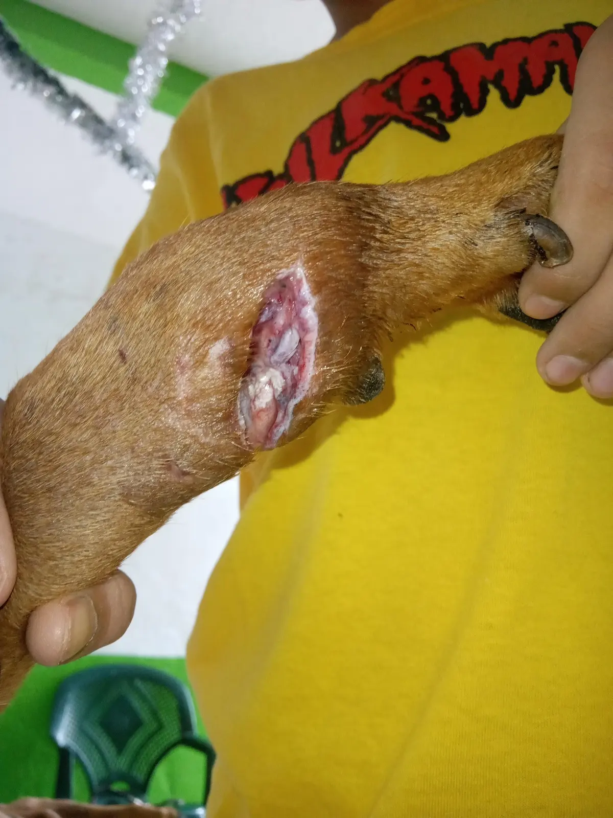 Veterinaria El Potrillo