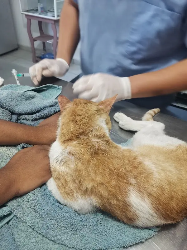 Clinica Veterinaria Los Angeles