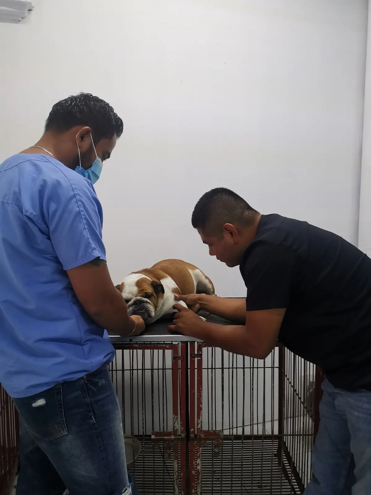 Clínica veterinaria San Antonio
