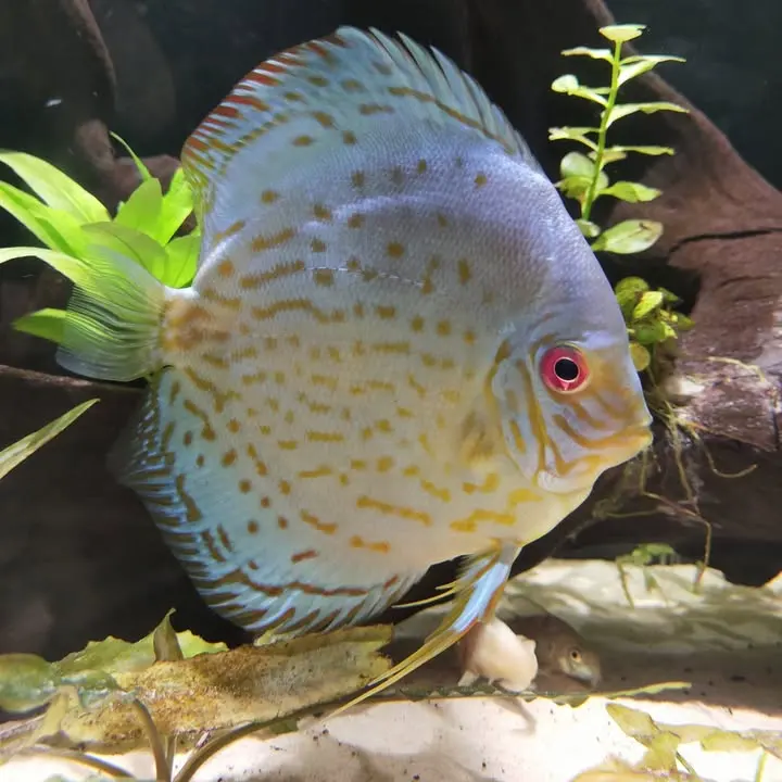 Acuario Discus