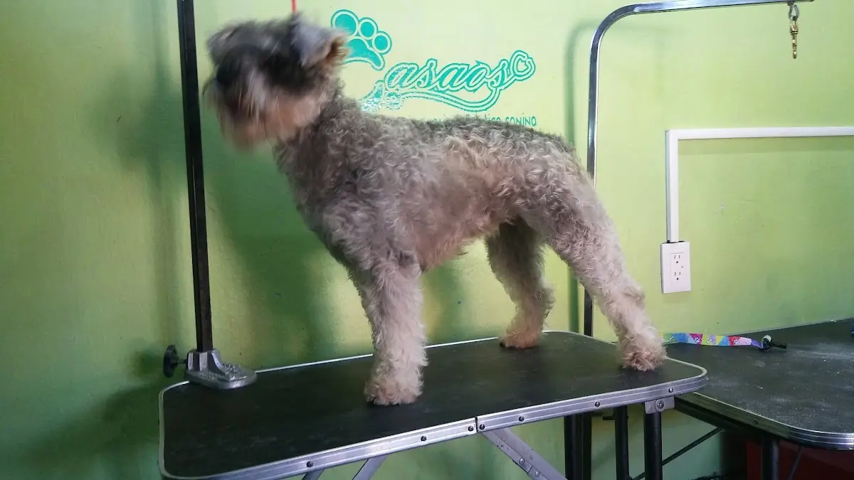 Veterinaria & Estetica Canina "Casaos"