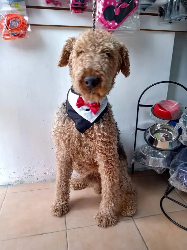 Clinica Veterinaria Ladridos Y Maullidos