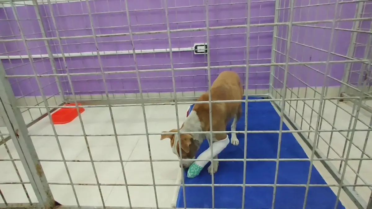 CENTRO VETERINARIO ATLIXCO CVA