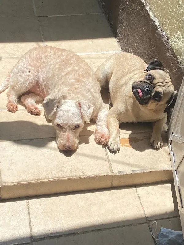 Mi Mascota Es Primero