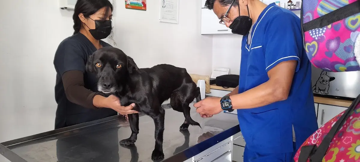 Veterinaria Huellitas Y Garritas