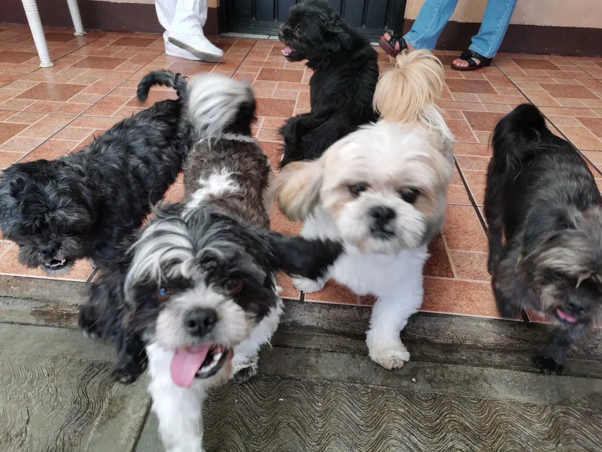Animals, Inc. Veterinaria