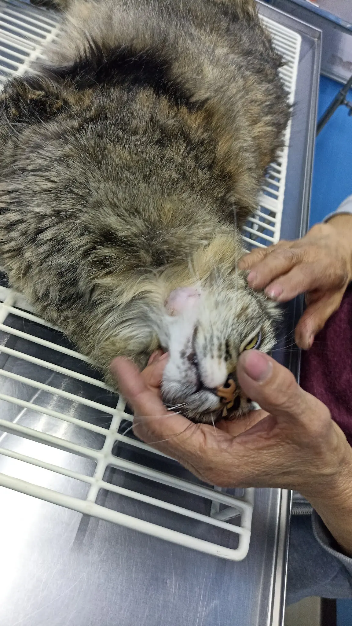 Clínica Veterinaria GC
