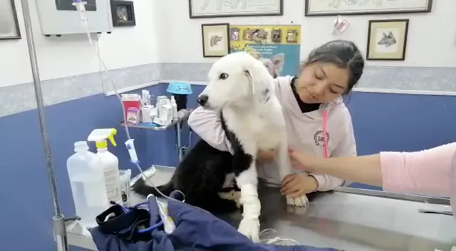 Clínica Veterinaria Las Americas — foto 2 de 3