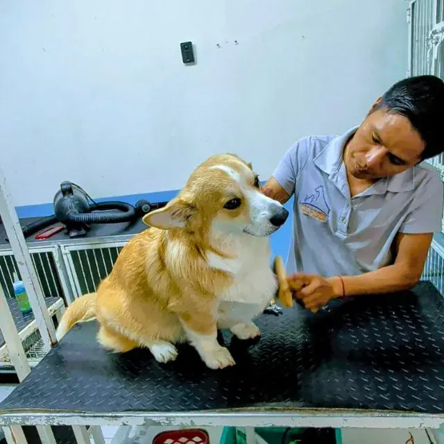 Clínica Veterinaria Pet Zoone — foto 3 de 4