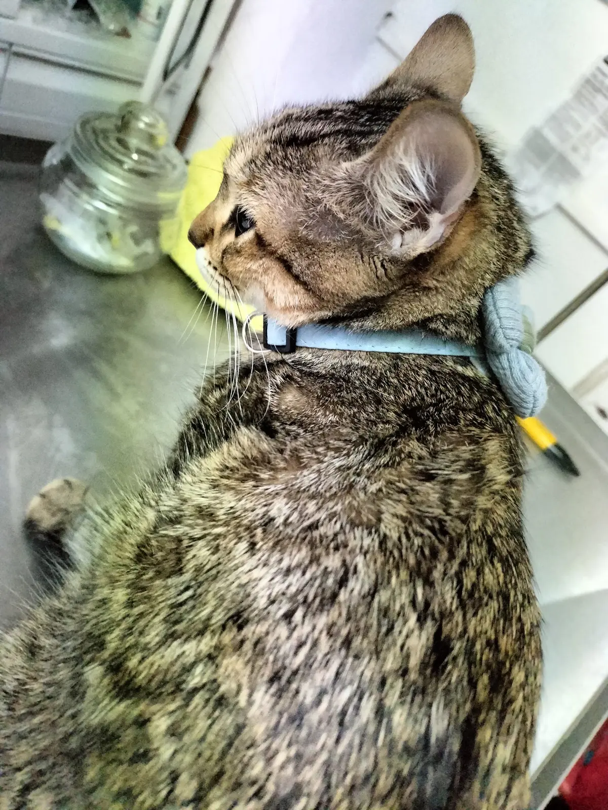 CLÍNICA VETERINARIA UNA CARICIA PARA TU MASCOTA