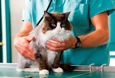 Consultorio Veterinario Drs. Escobar — foto 3 de 4