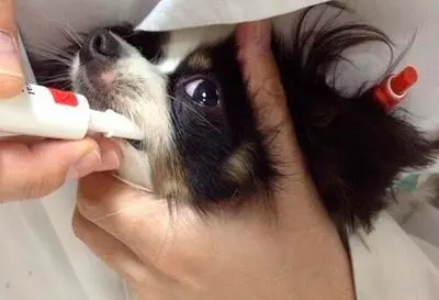 Consultorio Veterinario Drs. Escobar — foto 4 de 4