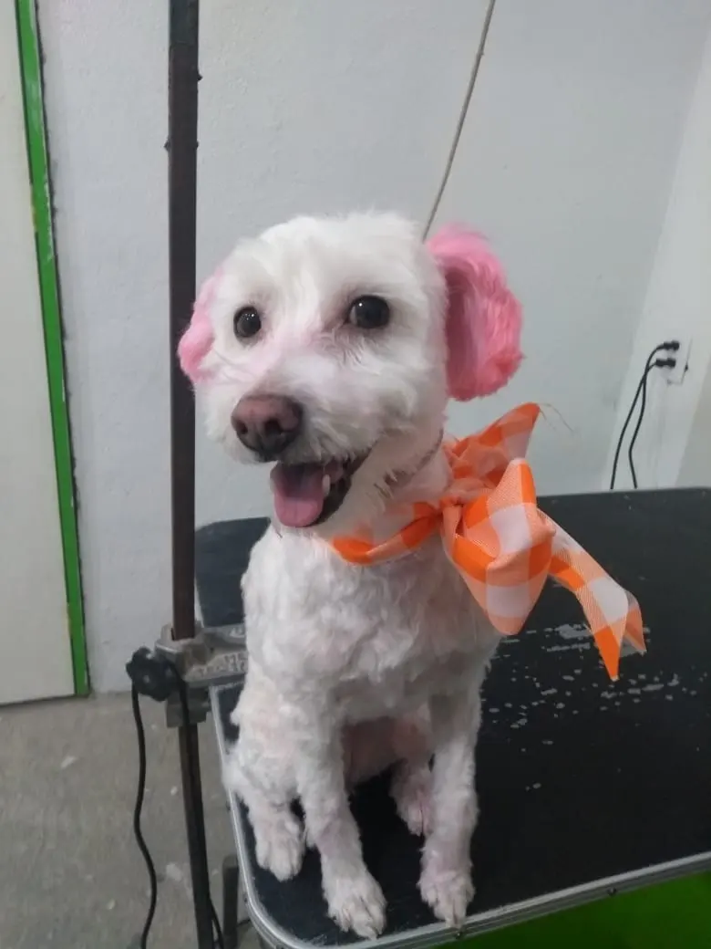 Pascal Hospital Veterinario Y Estética Canina, sucursal 16 de Septiembre