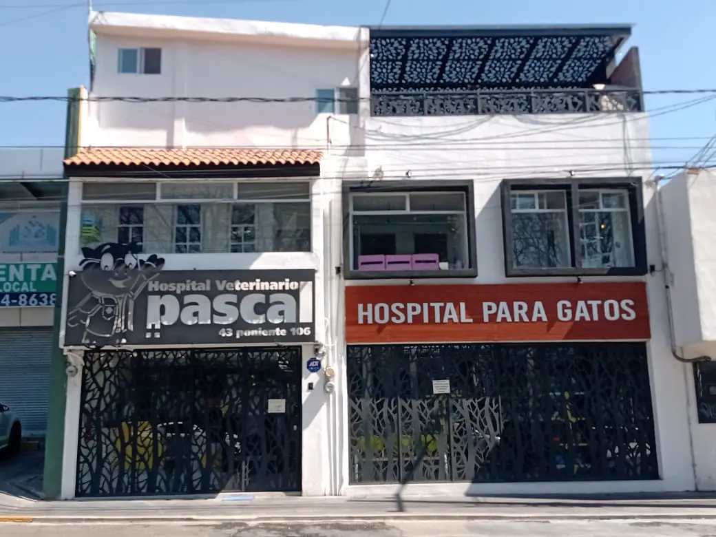 Pascal Hospital Veterinario Y Estética Canina