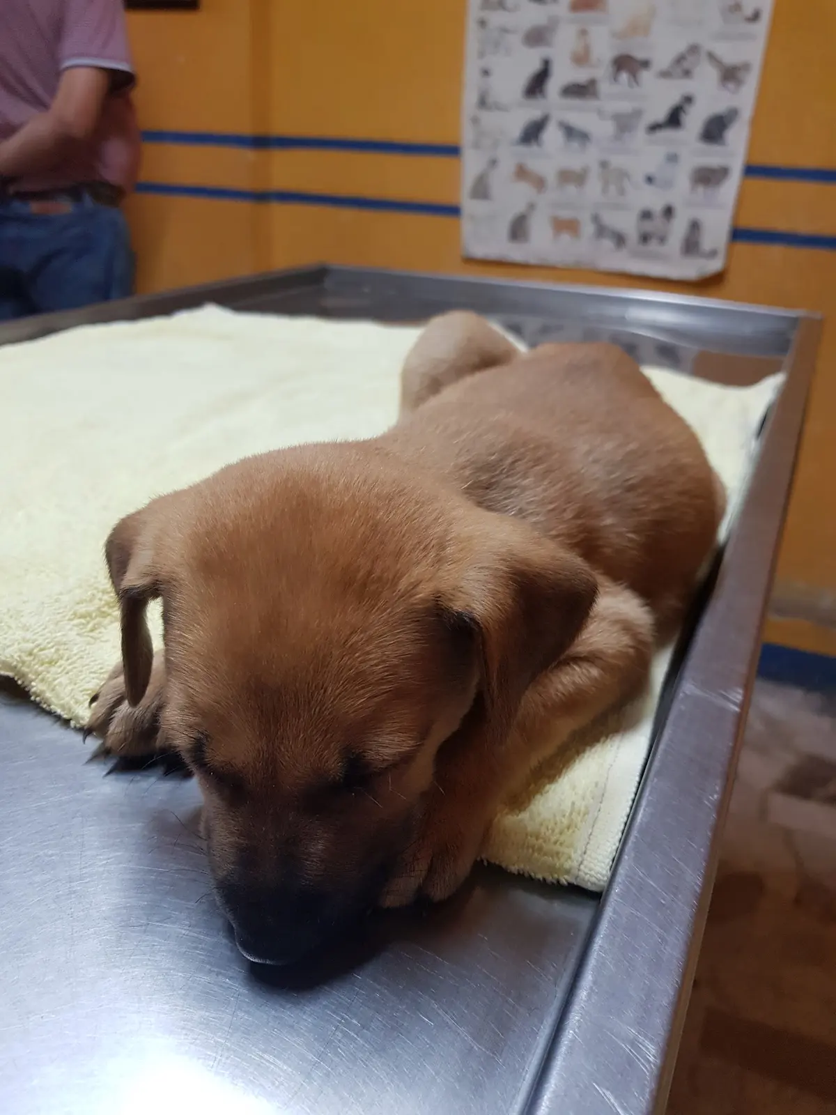 Servicios Integrales Veterinarios — foto 2 de 3