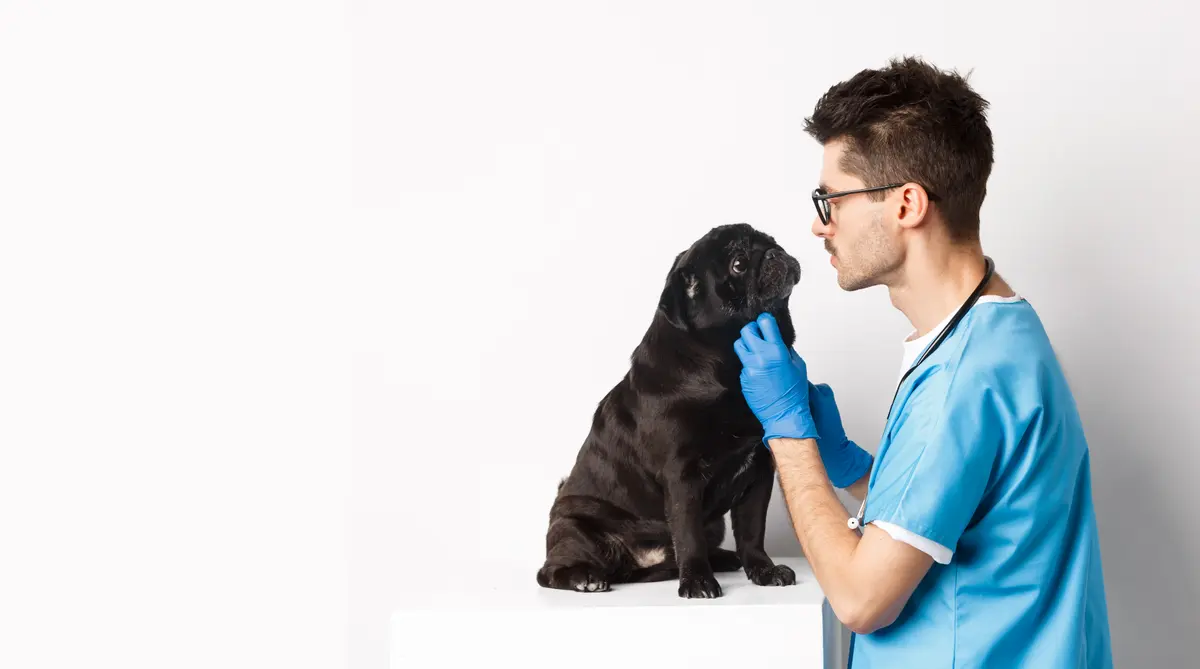 Veterinaria SmartVets