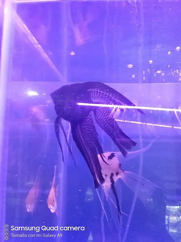 acuario pisis