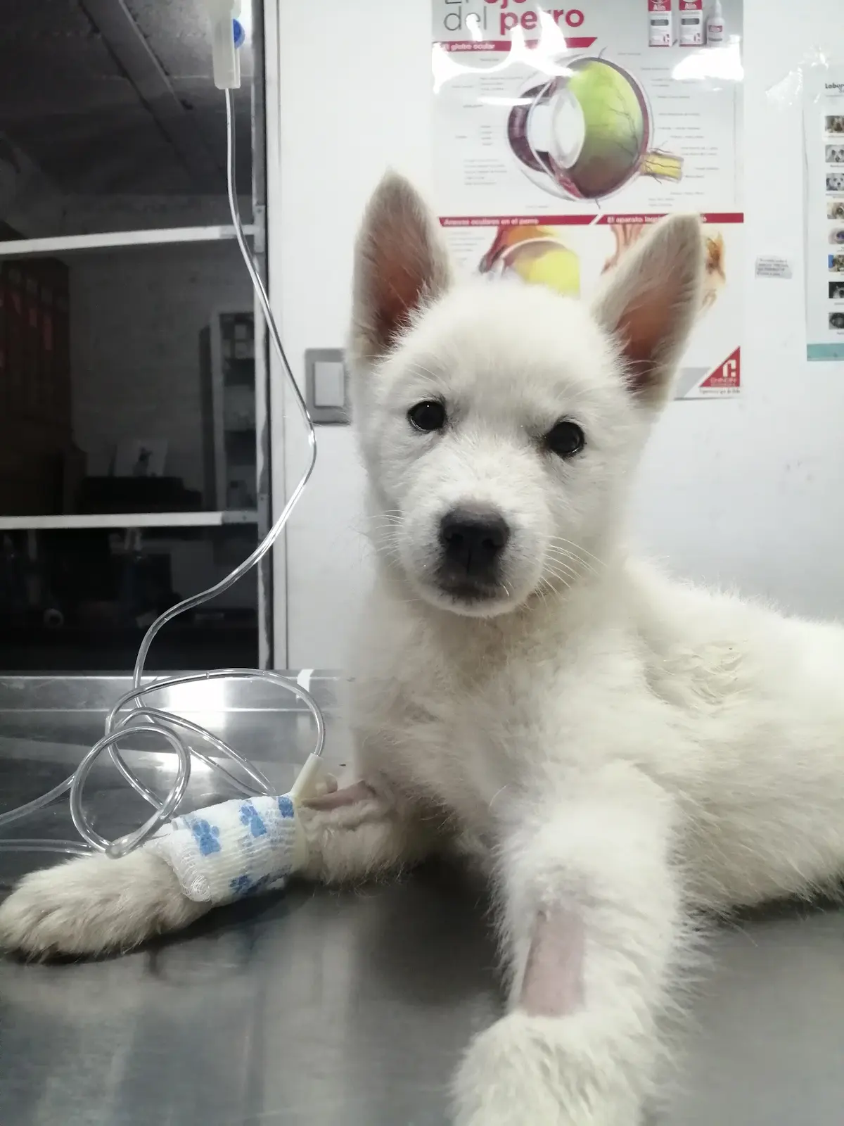 Centro medico veterinario — foto 3 de 3