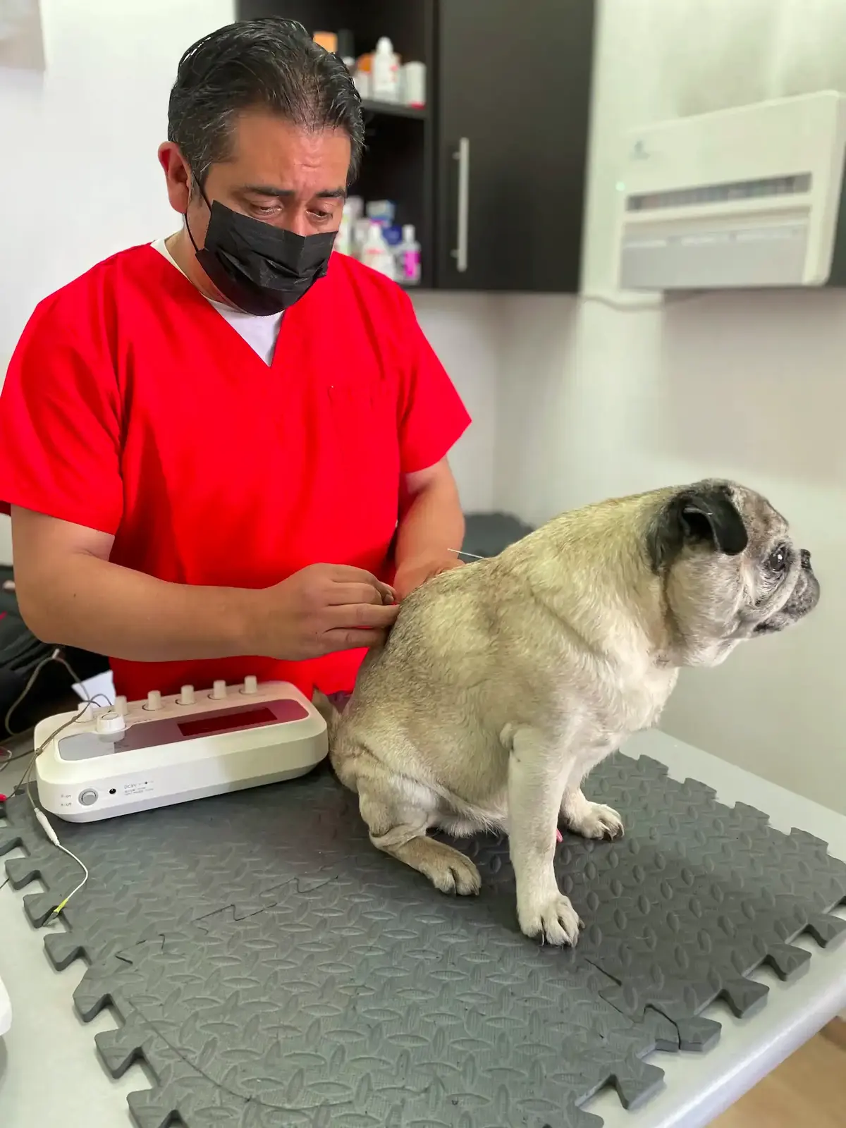 CENTRO VETERINARIO PUEBLA LOMAS — foto 4 de 4