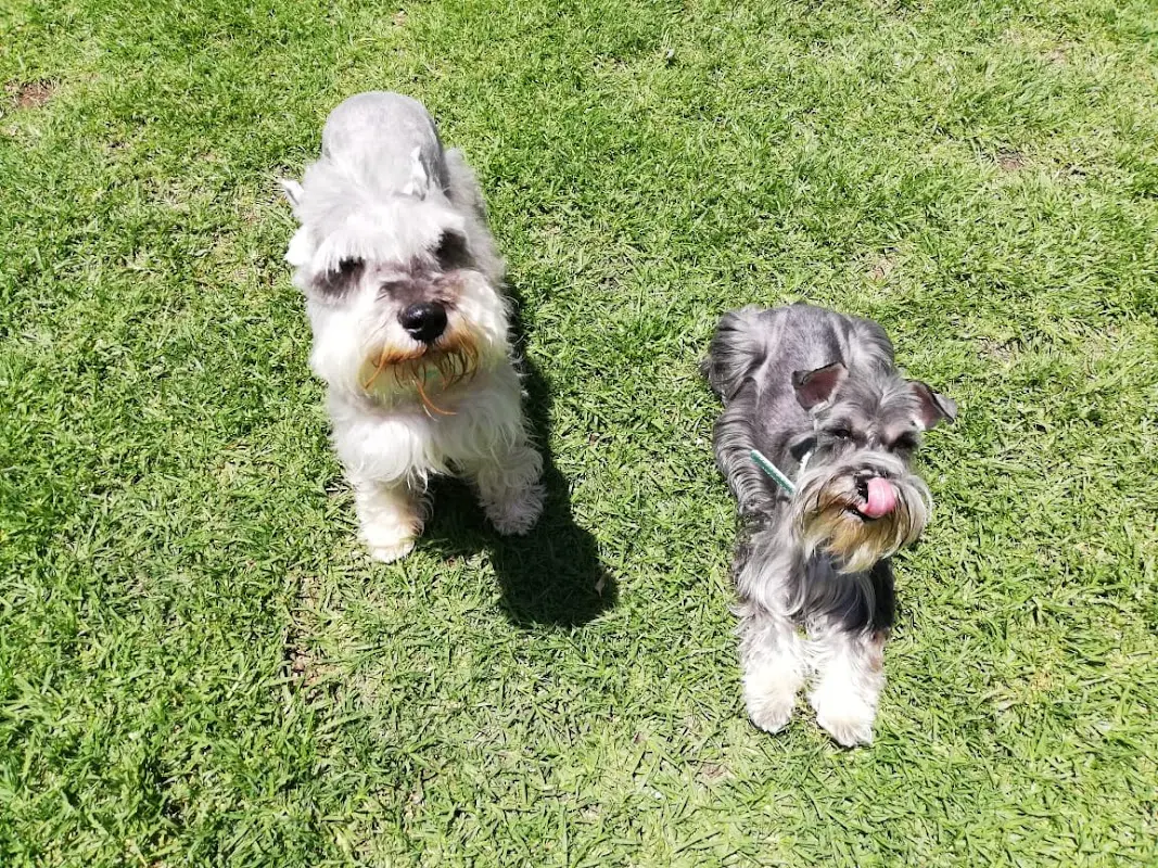 HUELLITAS Centro veterinario