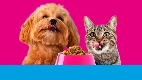 PETCENTER CUAUTLANCINGO — foto 4 de 4
