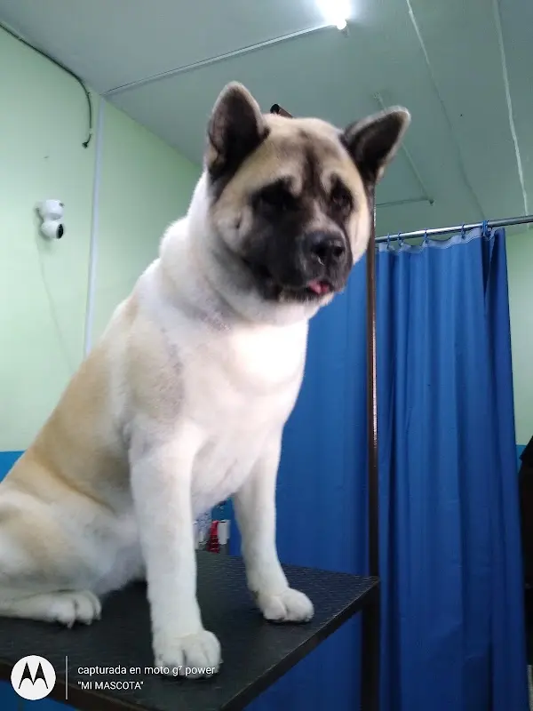 "MI MASCOTA"
