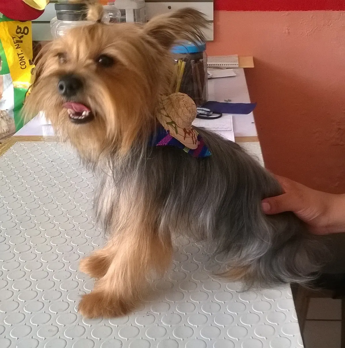CLÍNICA VETERINARIA "TQA-CAN" — foto 3 de 3