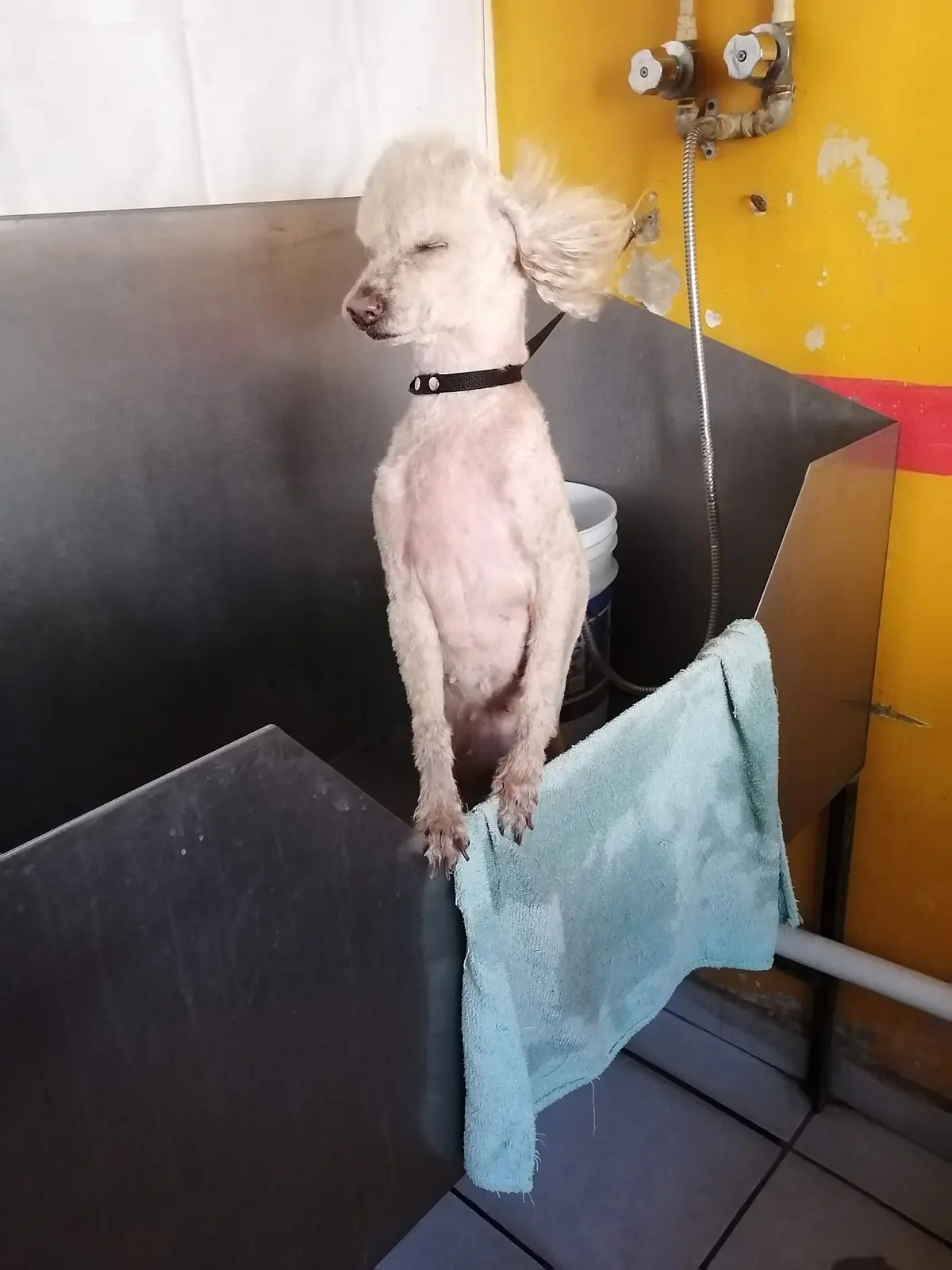 CLÍNICA VETERINARIA "TQA-CAN" — foto 2 de 3