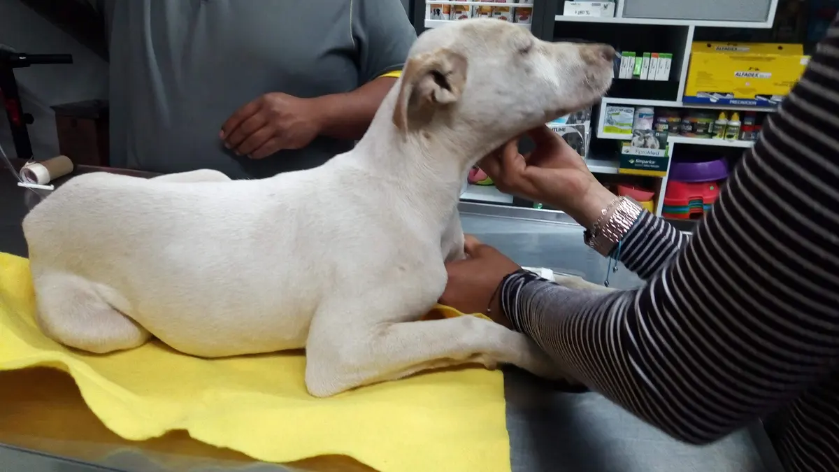 Veterinaria Keiko