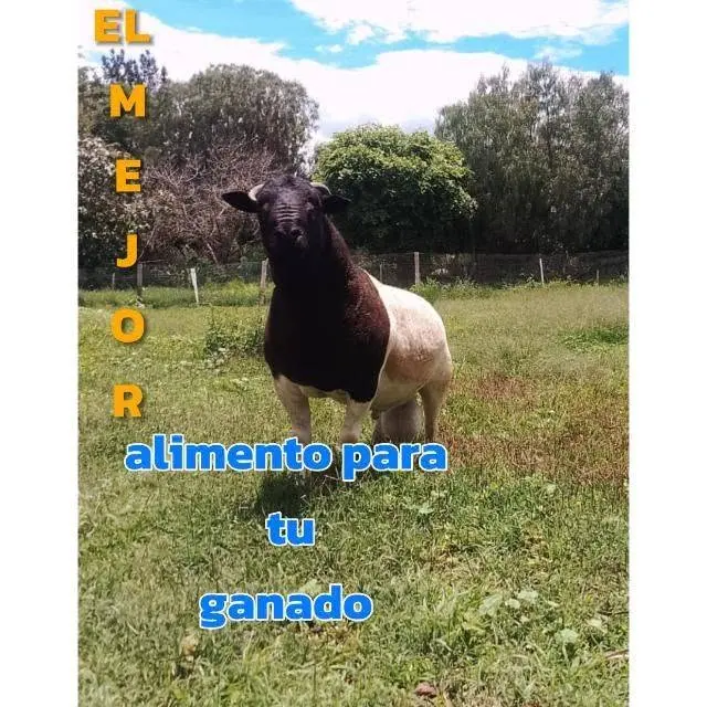 Veterinaria "Asis"