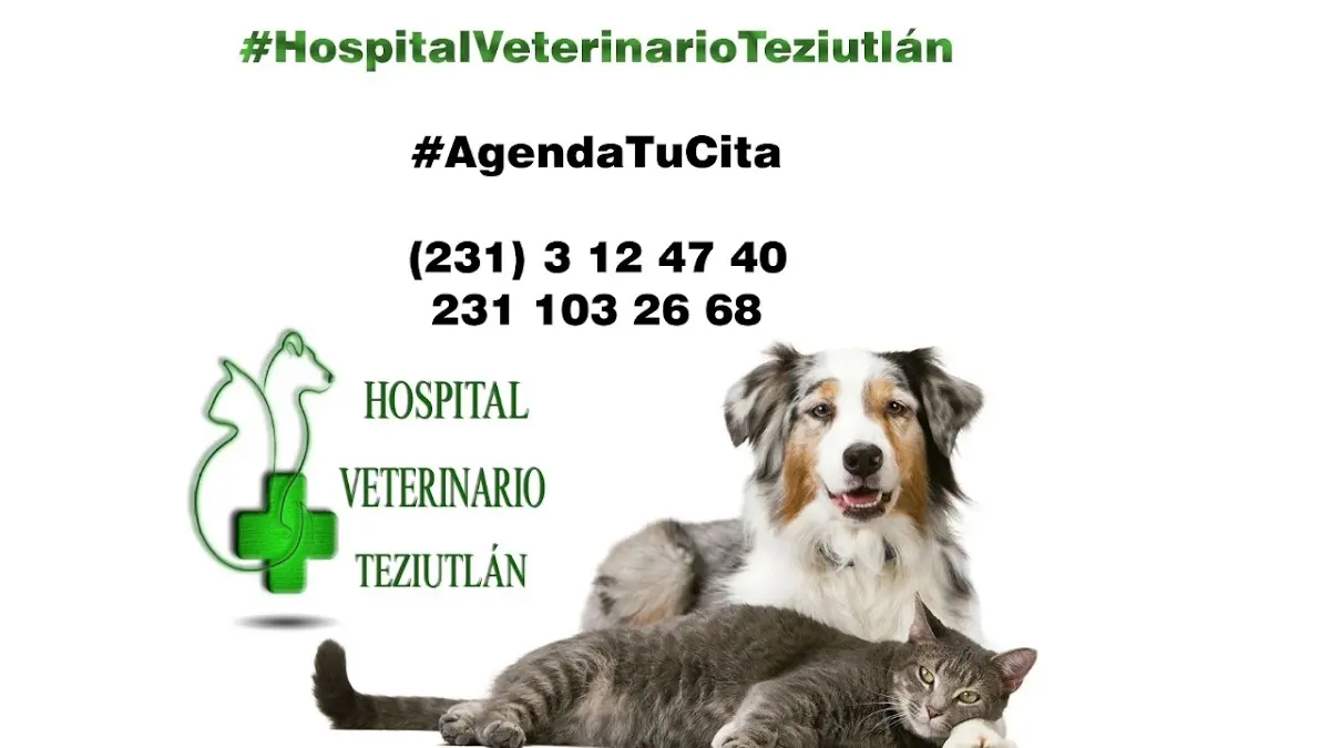 Hospital Veterinario Teziutlàn