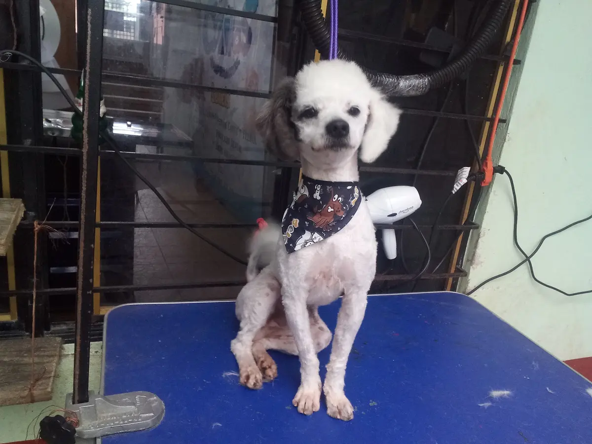 Clinica Veterinaria "Colitas"