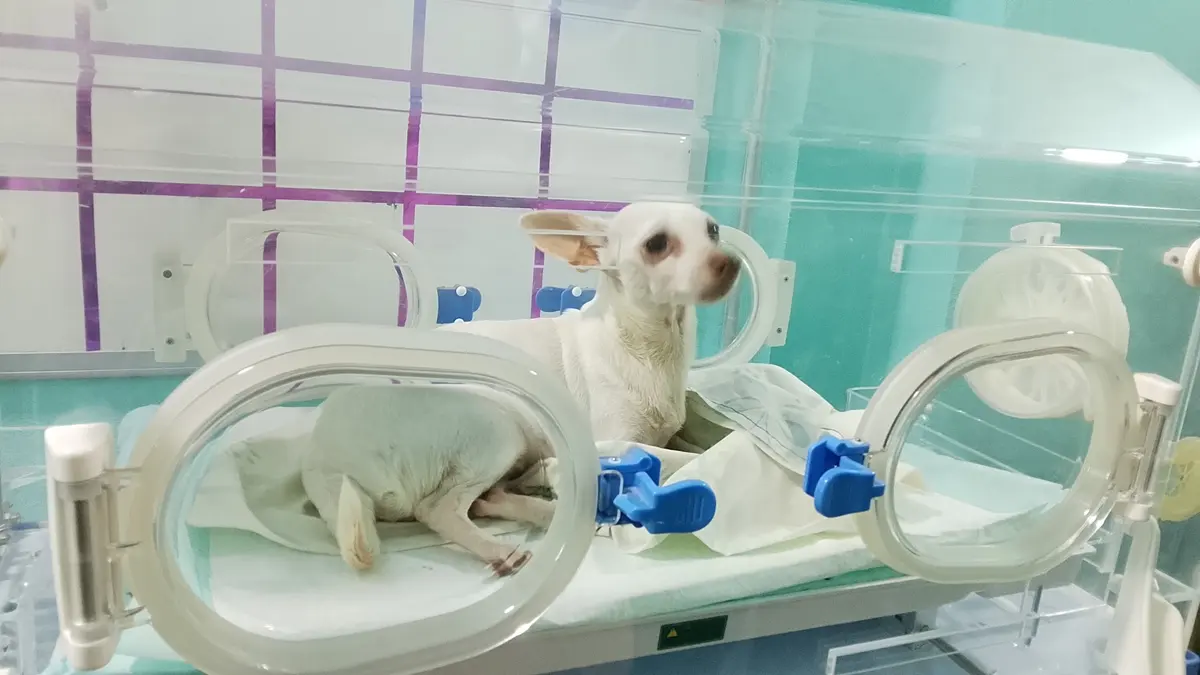 Veterinaria Hospital ANIMAL CLINIC — foto 2 de 3