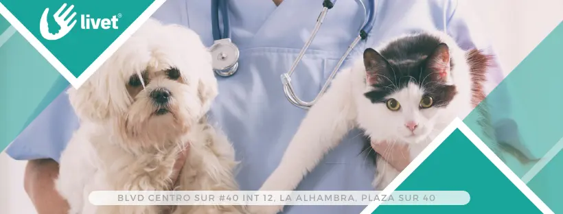 Hospital Veterinario Livet