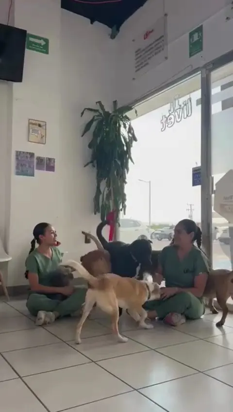 Hospital Veterinario Livet — foto 2 de 3