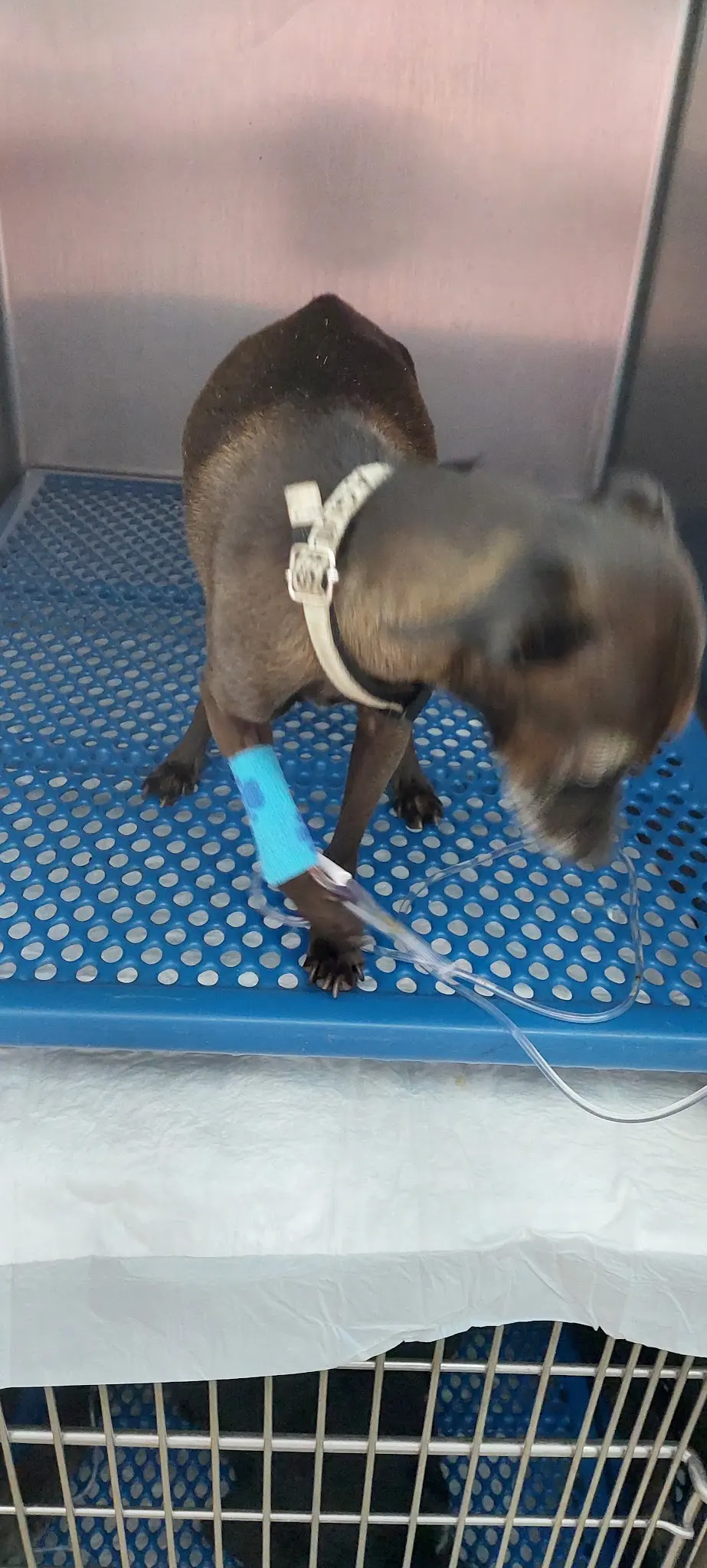 Hospital Veterinario Querétaro — foto 2 de 3
