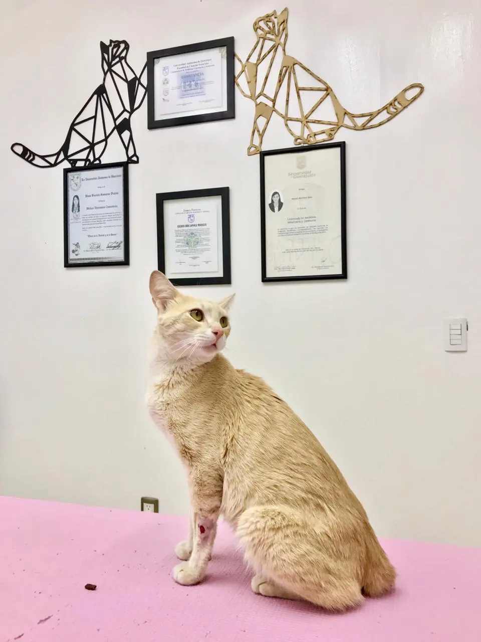 Pet Care Center México — foto 2 de 3