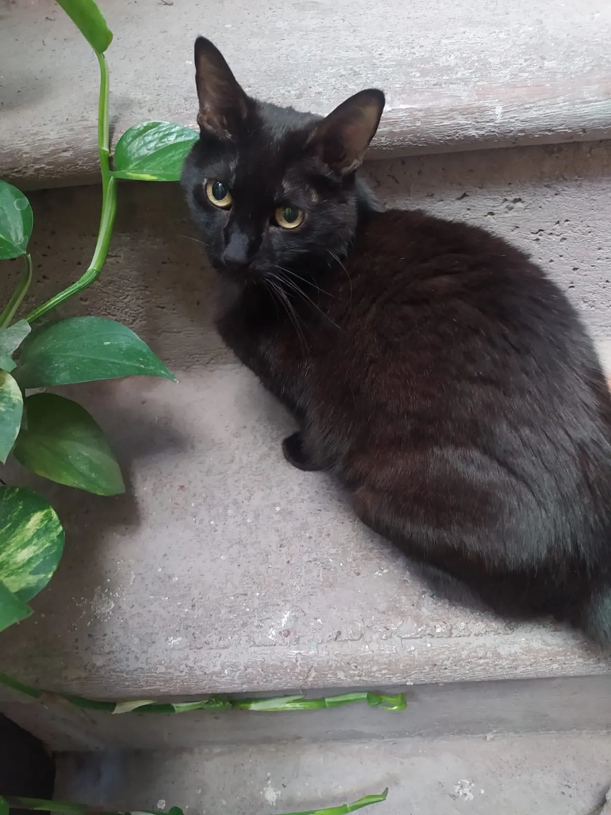 Veterinaria Como Perros y Gatos — foto 3 de 3