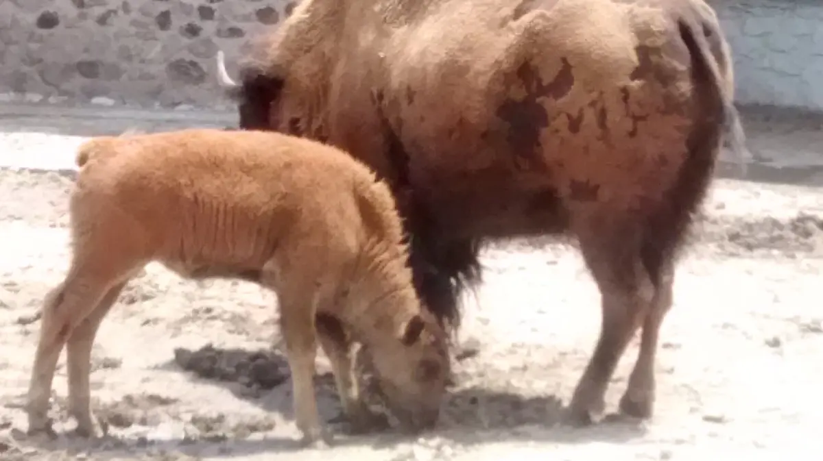 Veterinaria La Granja
