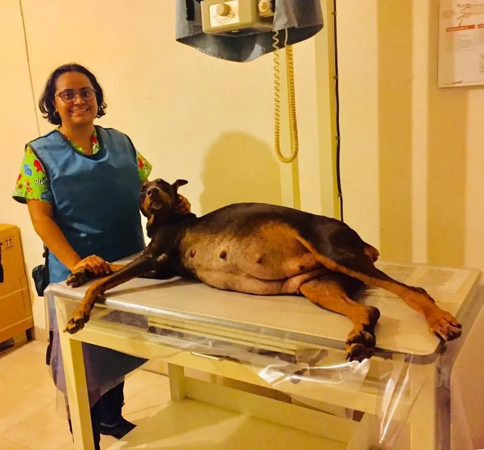 CLINICA VETERINARIA DEJANDO HUELLA — foto 3 de 3