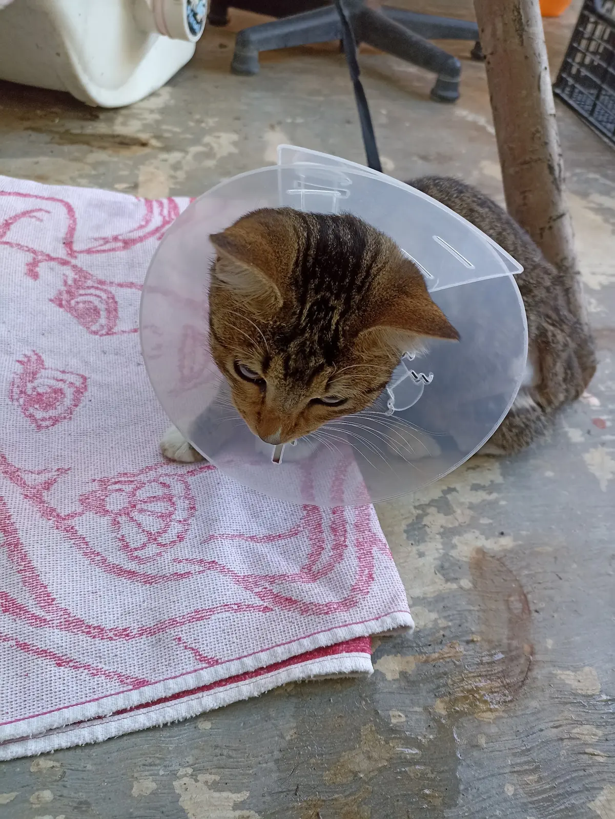 Clínica Veterinaria Probian Chetumal