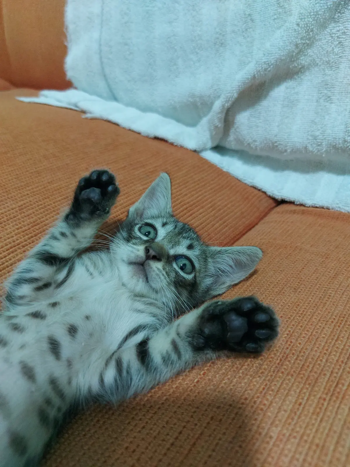 Clínica Veterinaria Probian Chetumal — foto 3 de 3