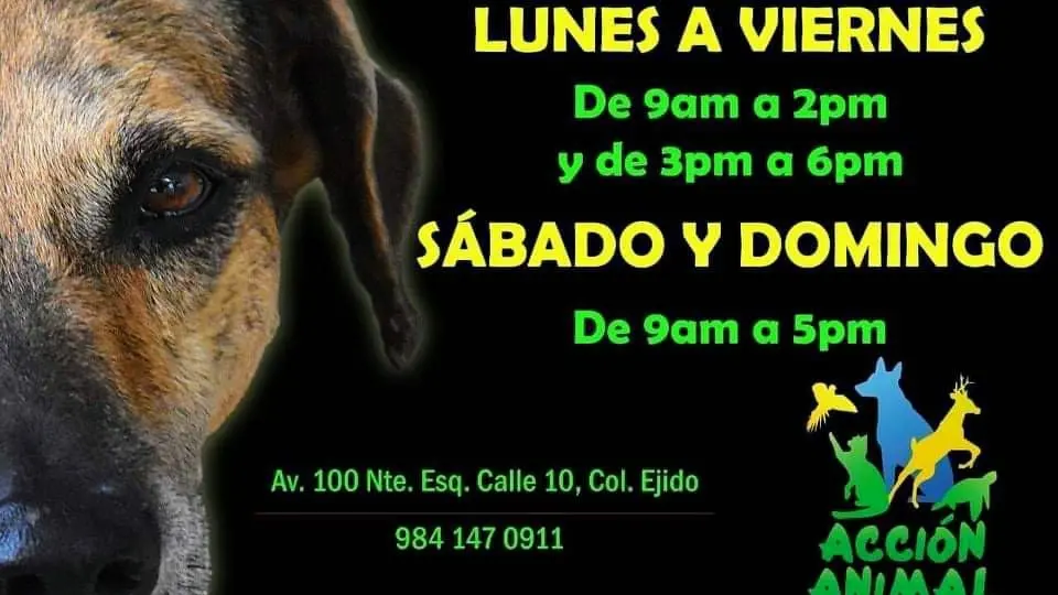 Accion Animal Refugio de Perros
