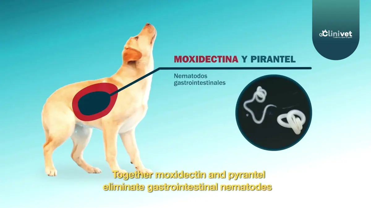 Clinivet — foto 2 de 3