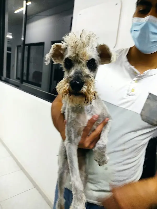 -Clinica Veterinaria Pet´s-